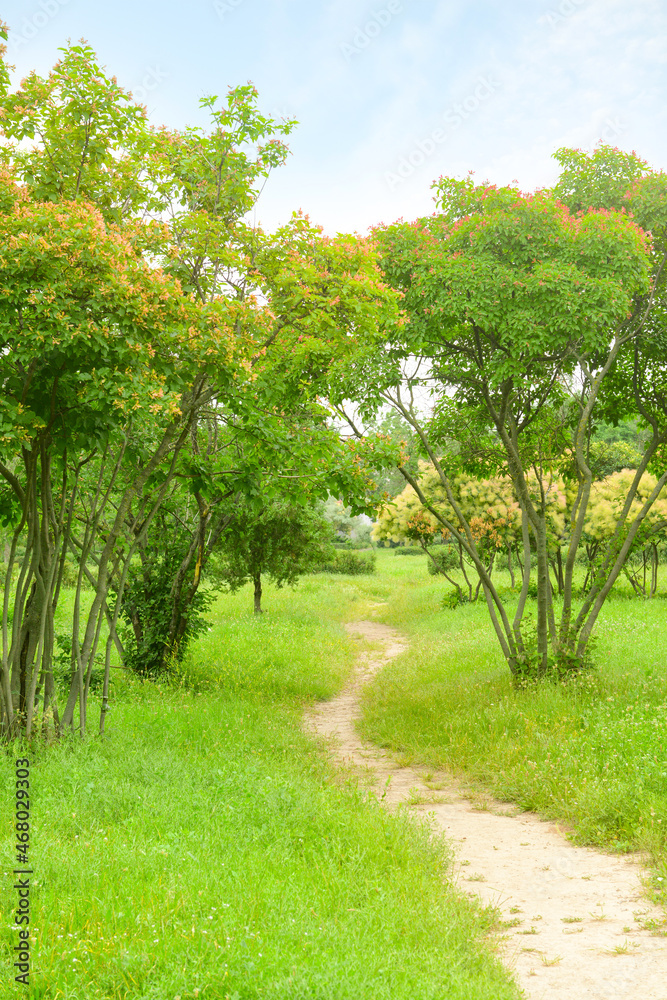 美丽城市公园中的小路