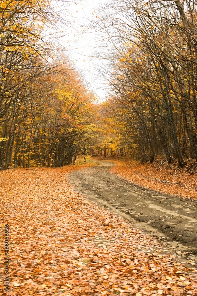 秋天的乡村公路