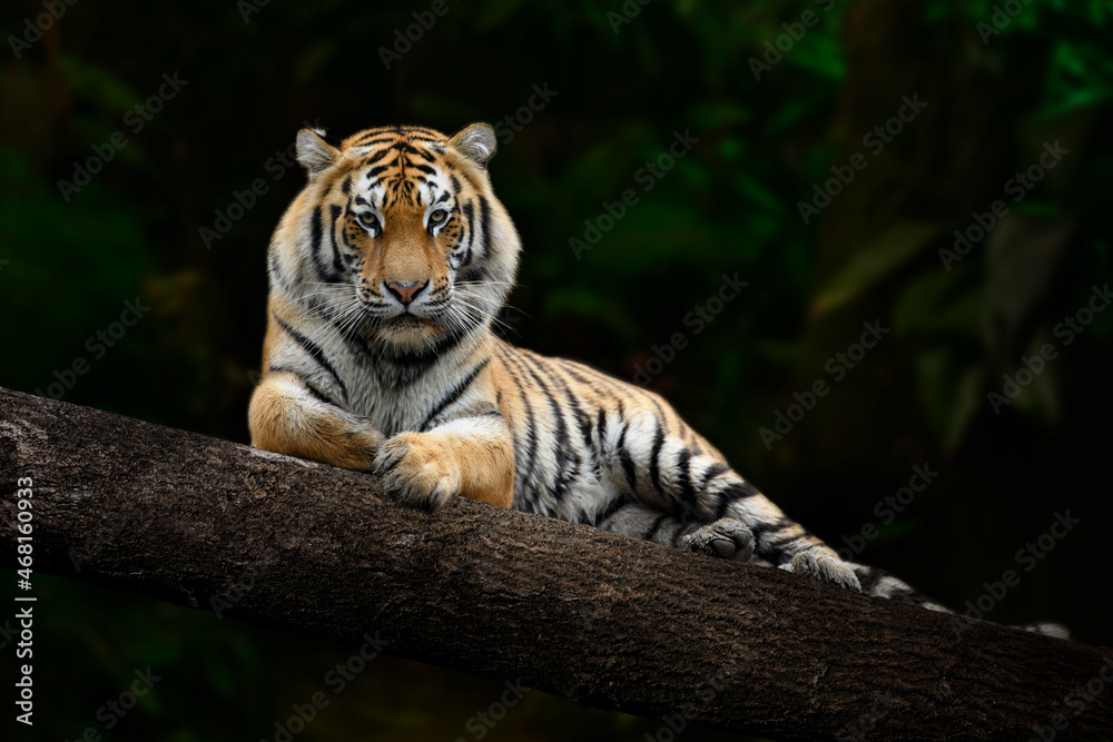 Adult Tiger relaxing on large branch looking at the viewer