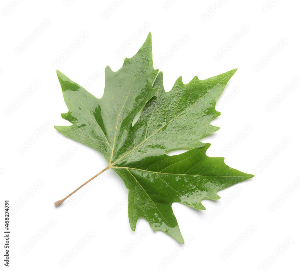 Green maple leaf isolated on white