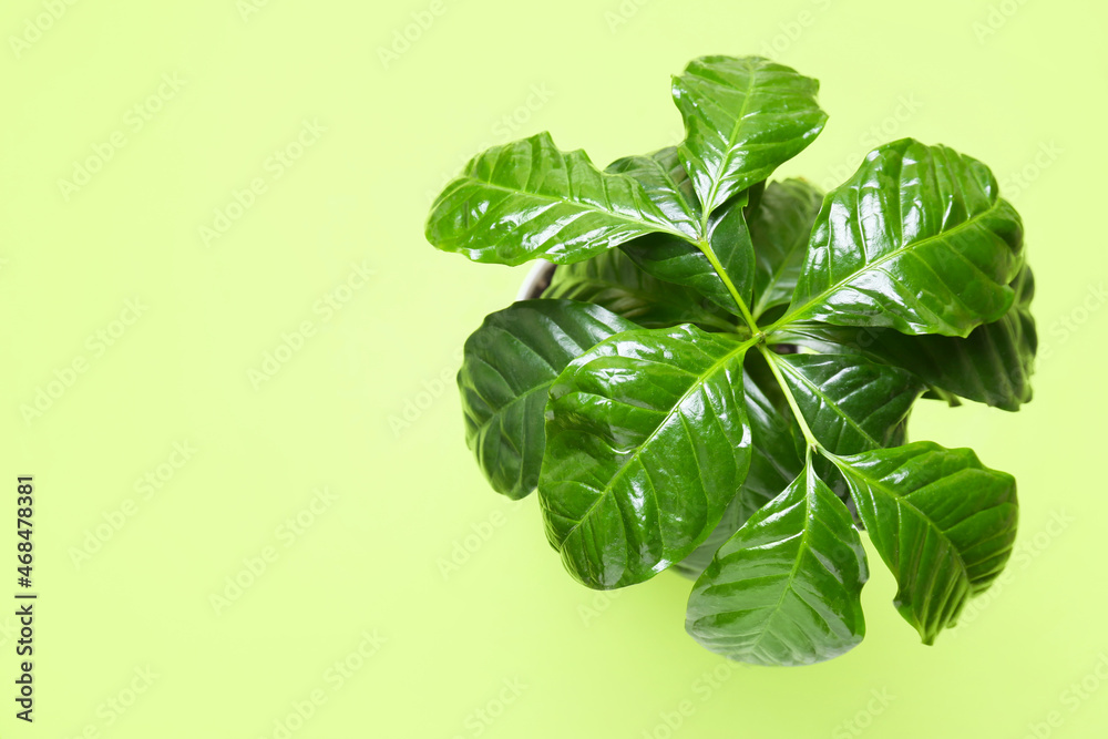 Beautiful coffee tree on color background