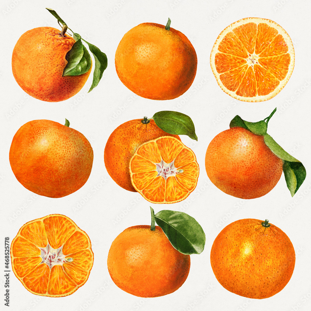 Hand drawn natural fresh oranges set vector