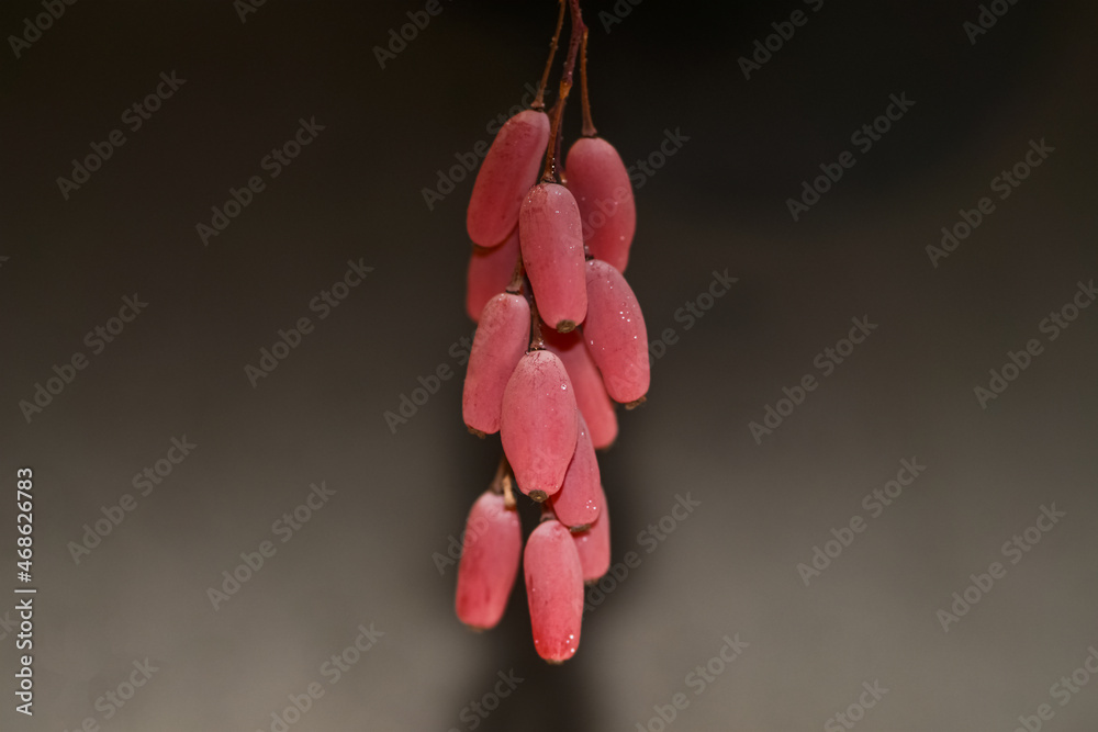 Ripe barberry fruit on a blurry brown background