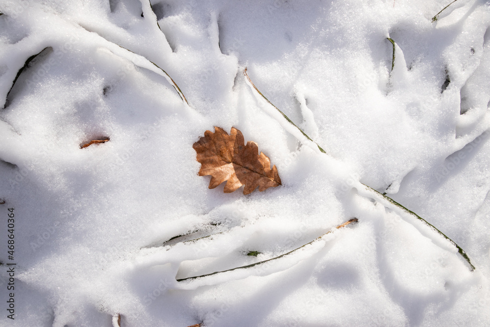 雪中的橡树叶。从秋天到冬天的季节变化的象征