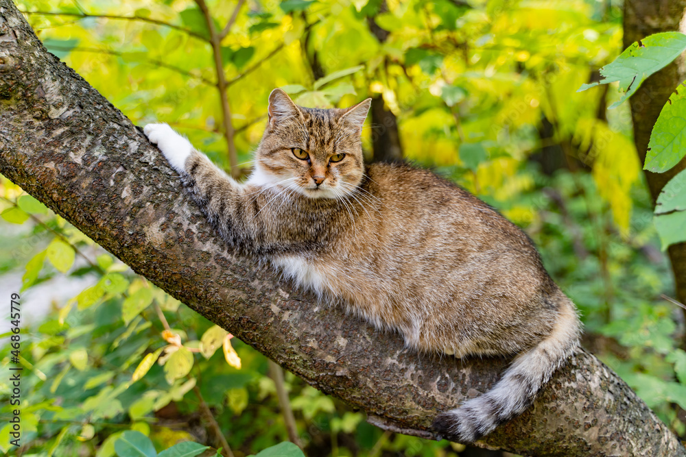 大而漂亮的黄眼睛猫坐在花园里的树上。肥猫在树上伸爪子