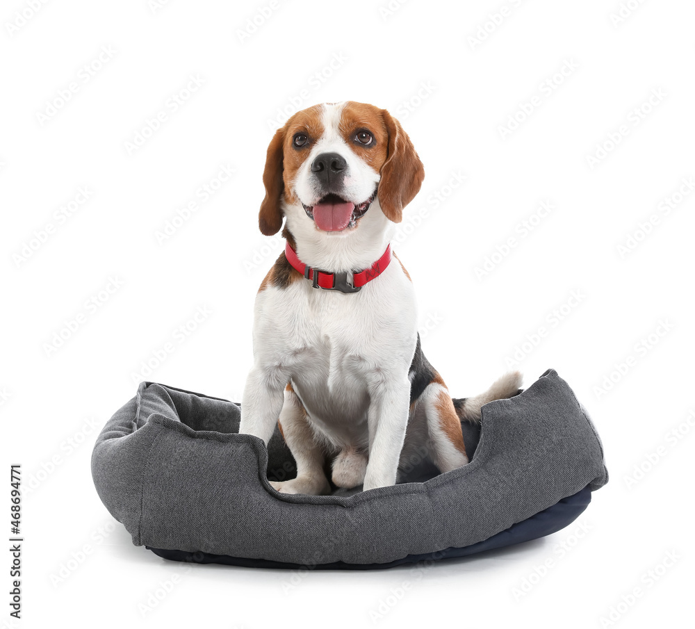 Cute Beagle dog sitting in pet bed on white background