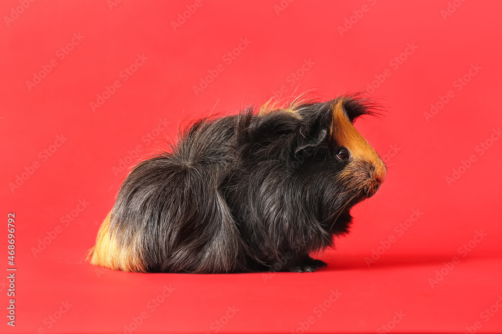 Cute guinea pig on red background