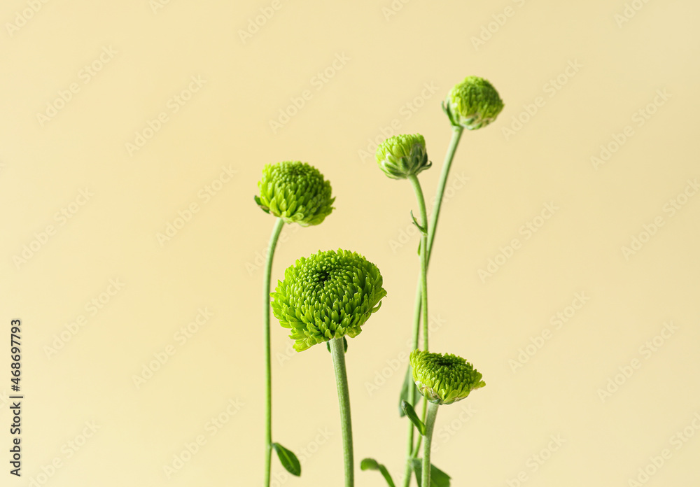 Beautiful chrysanthemum on color background, closeup