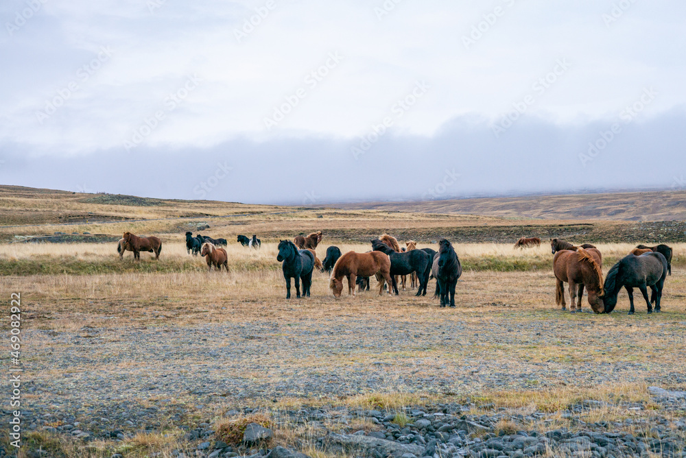 Cheval Islandais