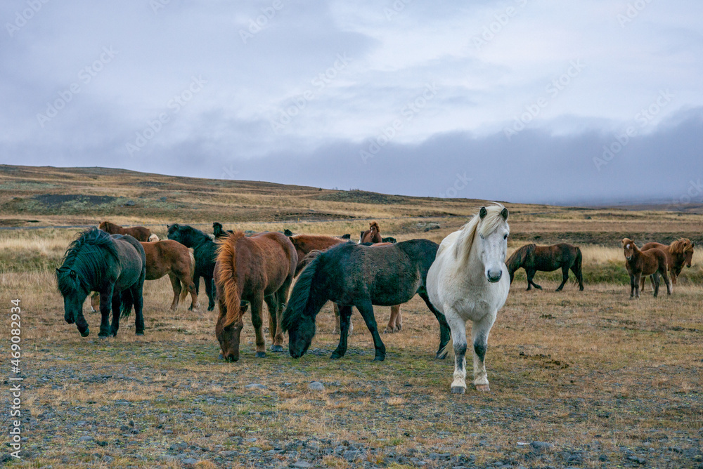 Cheval Islandais