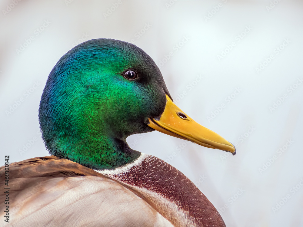 雄性Mallard正看着镜头。鸭子的肖像。特写。背景模糊