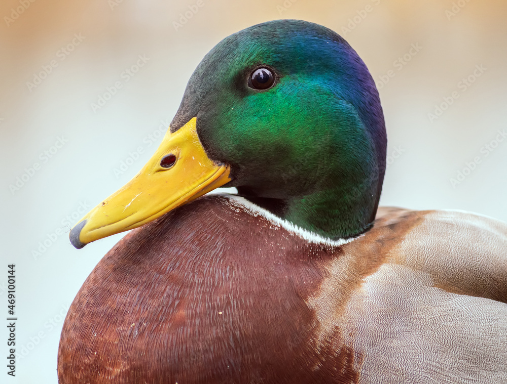 Mallard雄性正在看相机。鸭子肖像。特写。背景模糊