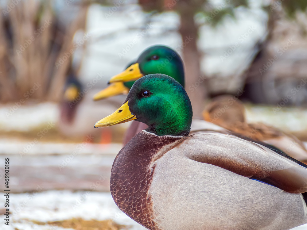 Flock of mallards on city streets.  Close-up. Blurred background