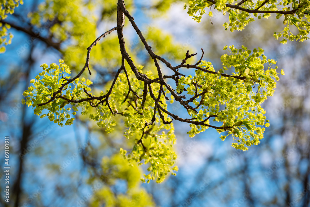 Blooming of maple tree