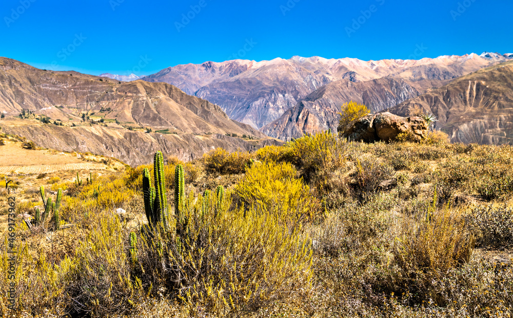 Cactus plants at the Colca Canyon in Peru, one of the deepest canyons in the world