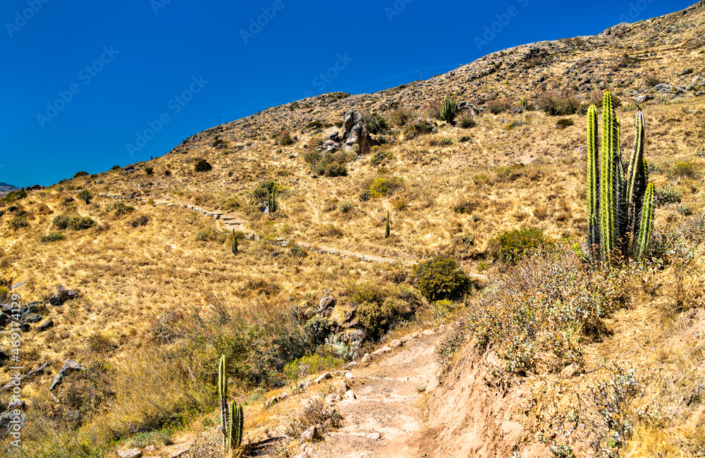 Cactus plants at the Colca Canyon in Peru, one of the deepest canyons in the world