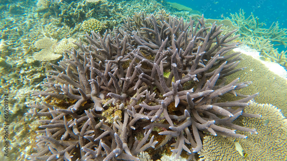 宮古島　珊瑚礁