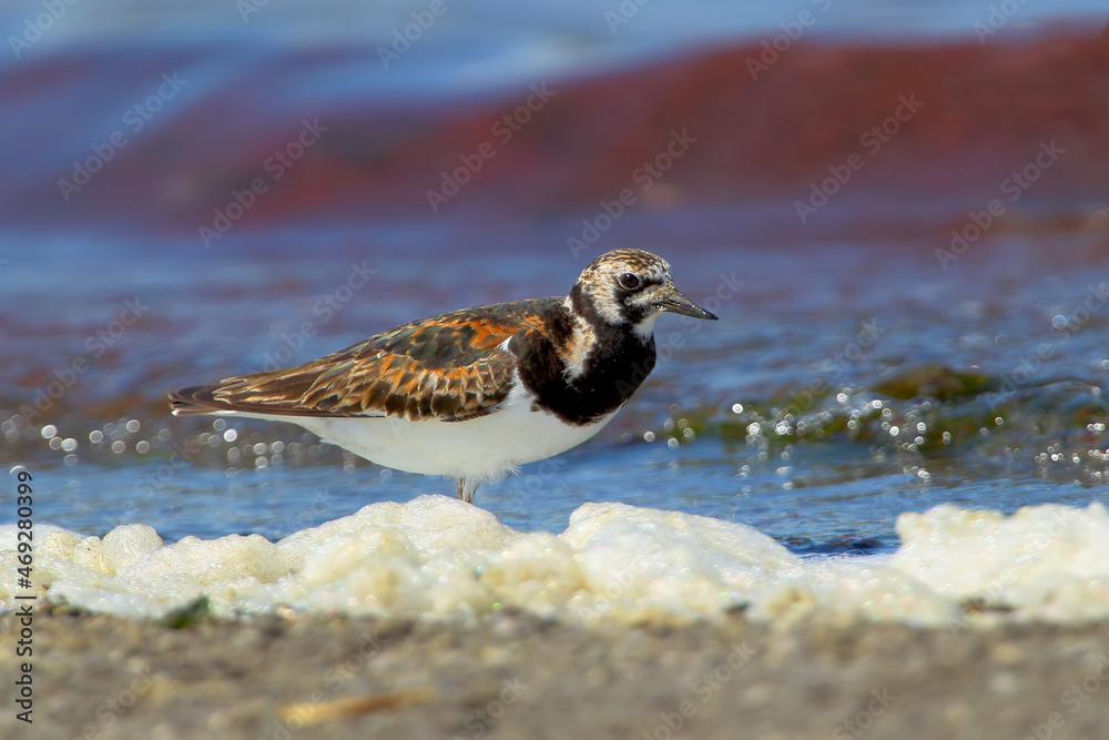 红色的turnstone（Arenaria interpes）站在河口的岸边，蓝色的海水与bac相对。