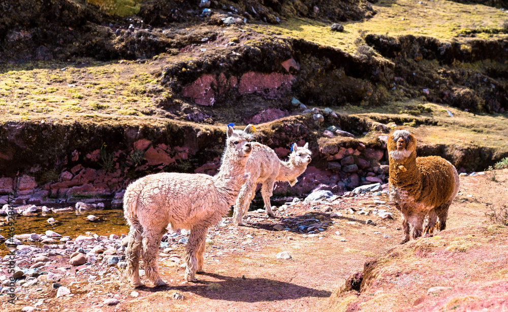 Alpacas at Palccoyo rainbow mountains in Cusco region of Peru