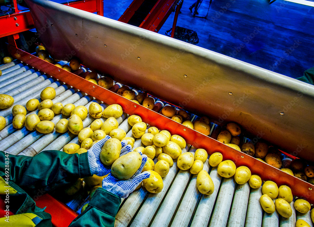 Potato sorting, processing and packing on food factory