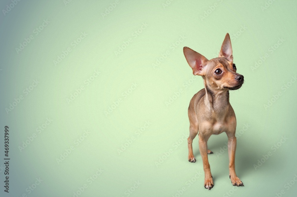 Sitting puppy crossbreed dog, on a pastel background