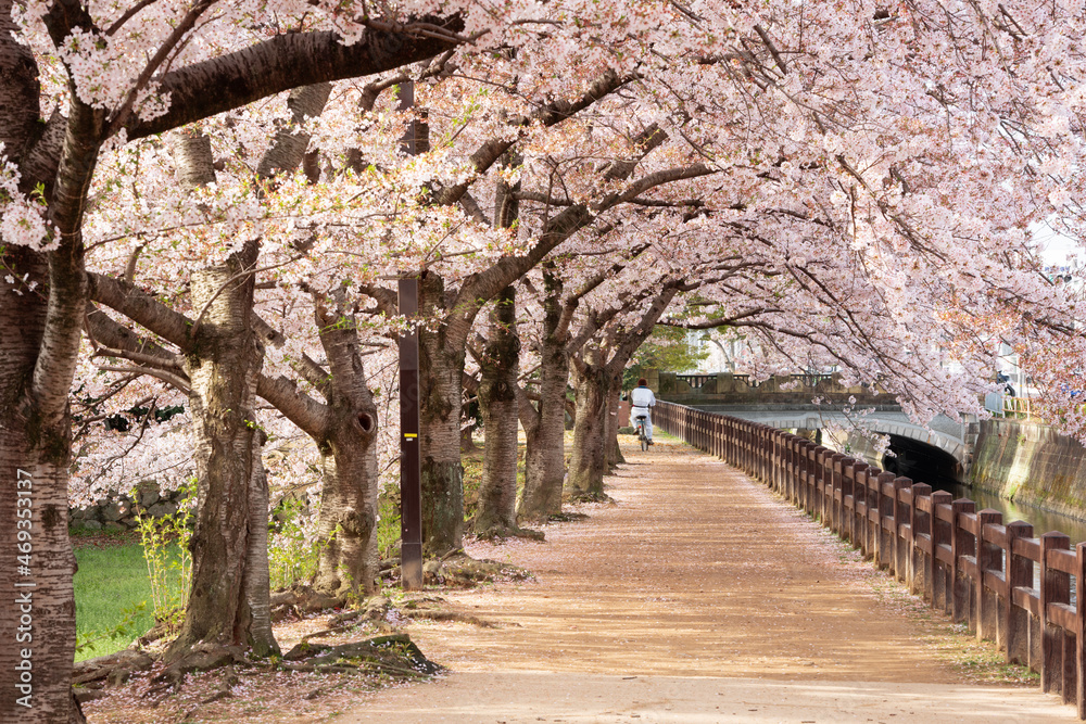 日本姬路樱花盛开的春天公园