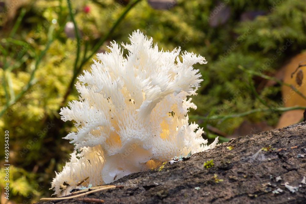 A mushroom similar to coral