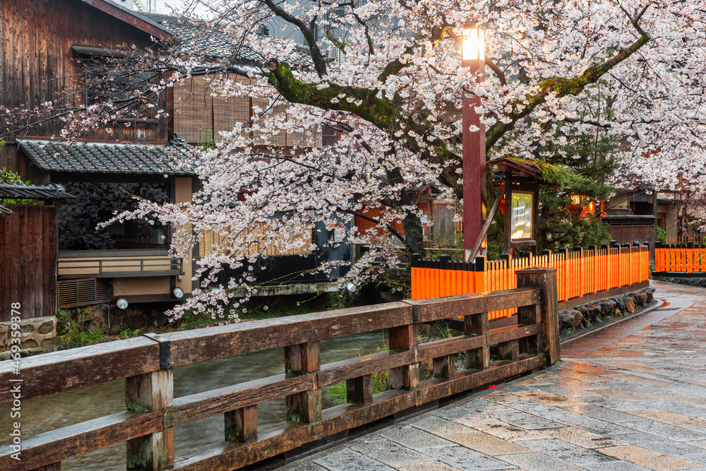 Kyoto, Japan along Shirakawa Dori Street in the Spring