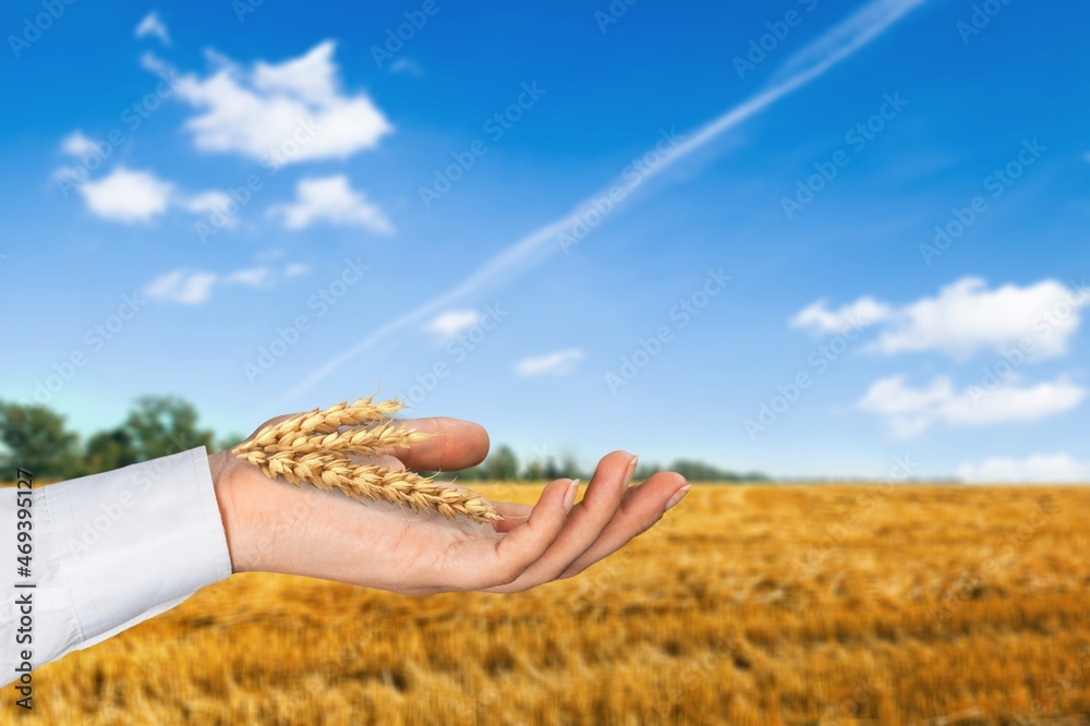 A man holds golden ears of wheat against the background of a ripening field. Farmer hands