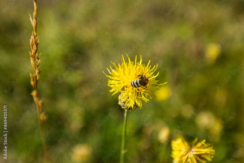 Honey Bee Collecting Pollen