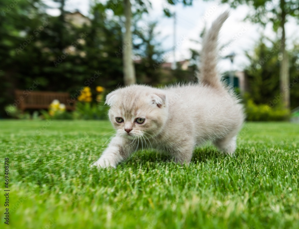 Kitten Playing on the Grass