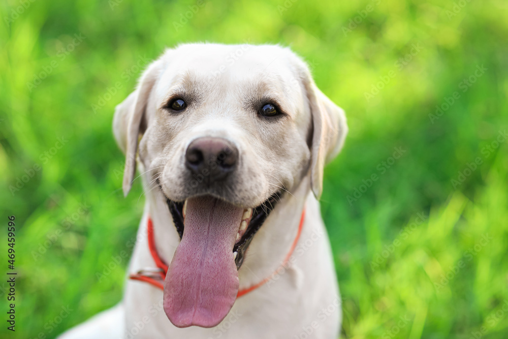 公园里可爱的拉布拉多犬，特写