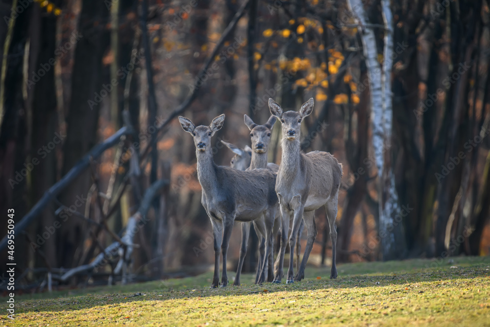 Red deer in autumn forest. Animal in nature habitat. Big mammal. Wildlife scene