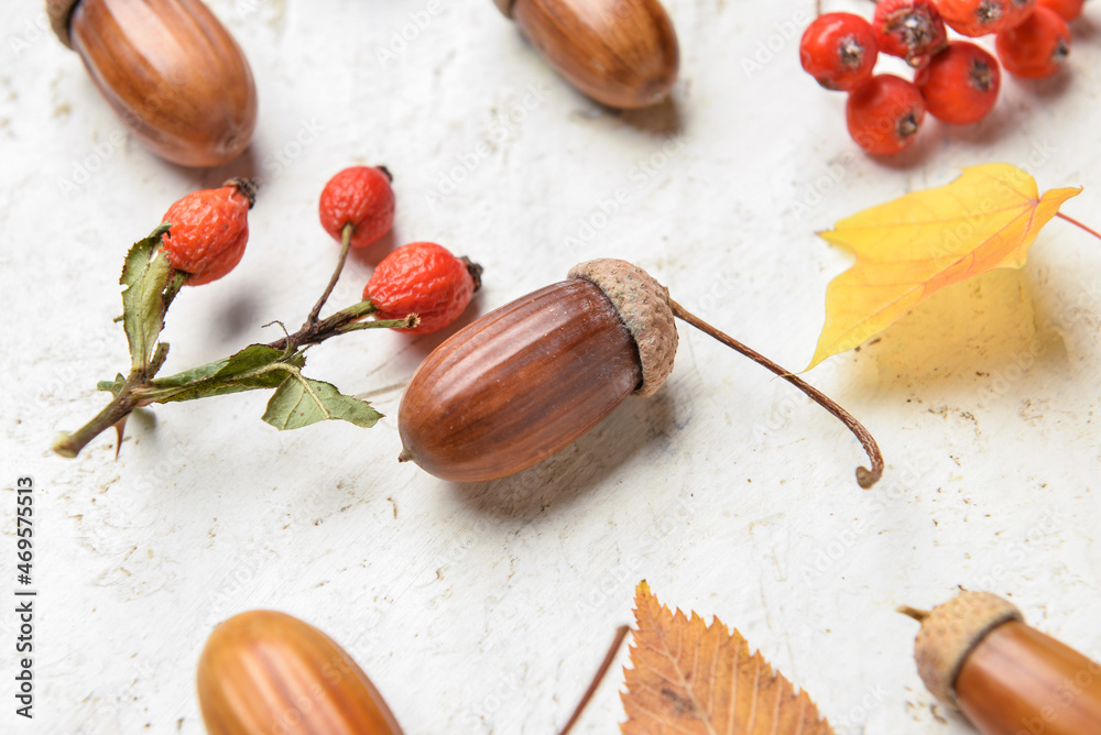 Acorns and rose hip berries on light background, closeup