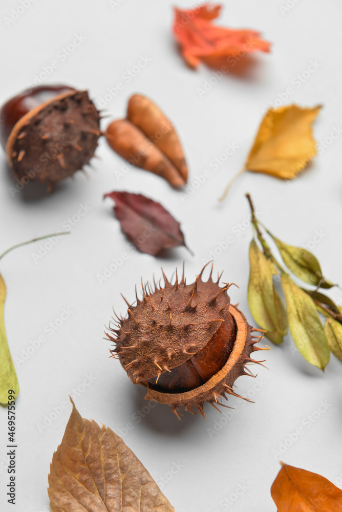 Autumn composition with dry leaves on light background