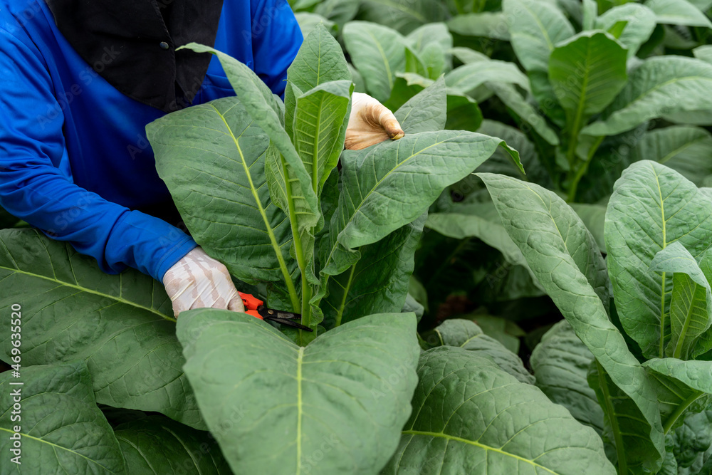 农民近距离使用园丁修剪烟草种植园的烟叶。烟草