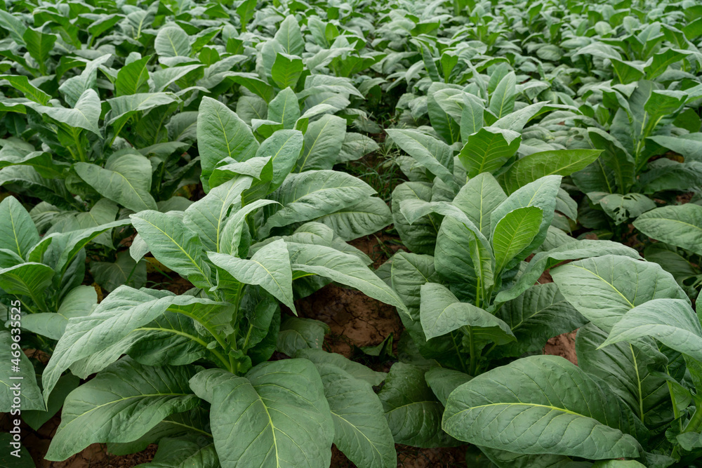 Tobacco plants growing in the fields, Agriculture of Tobacco Industry.