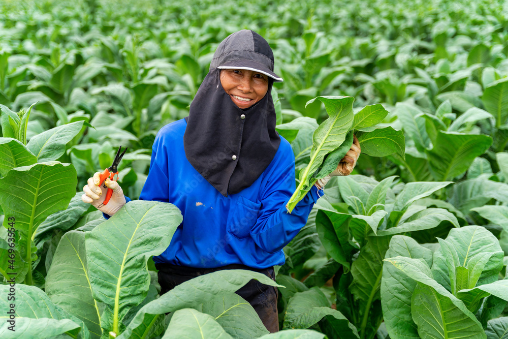 亚洲女农民在烟草种植园里开心地笑着。烟草工业农业，