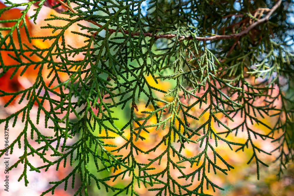 Colorful mountain forest in autumn