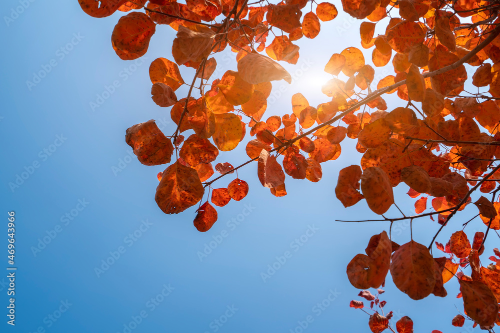 Colorful mountain forest in autumn