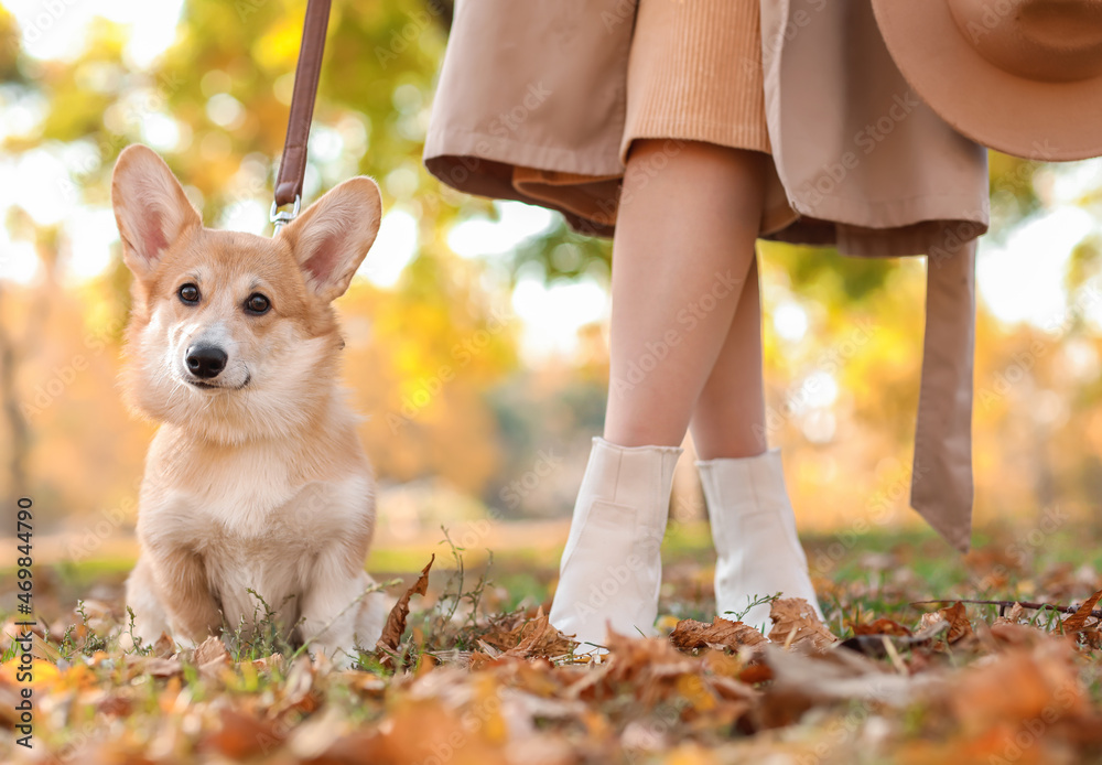 可爱的柯基犬与主人在秋季公园散步