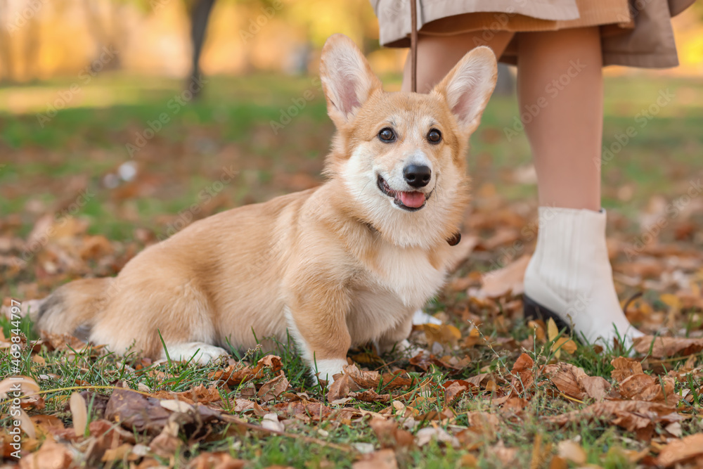 可爱的柯基犬与主人在秋季公园散步