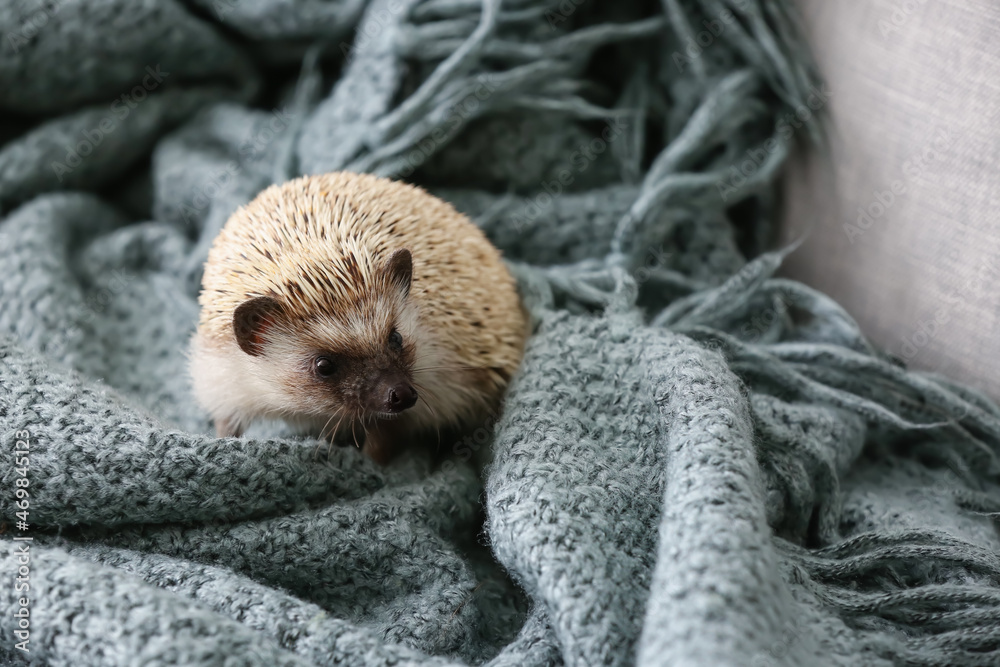 Cute hedgehog on warm plaid