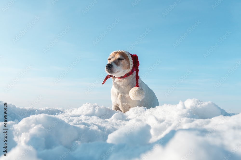 日出时，雪地上戴着时尚的红色圣诞帽的白色杰克罗素梗小狗。圣诞老人和N