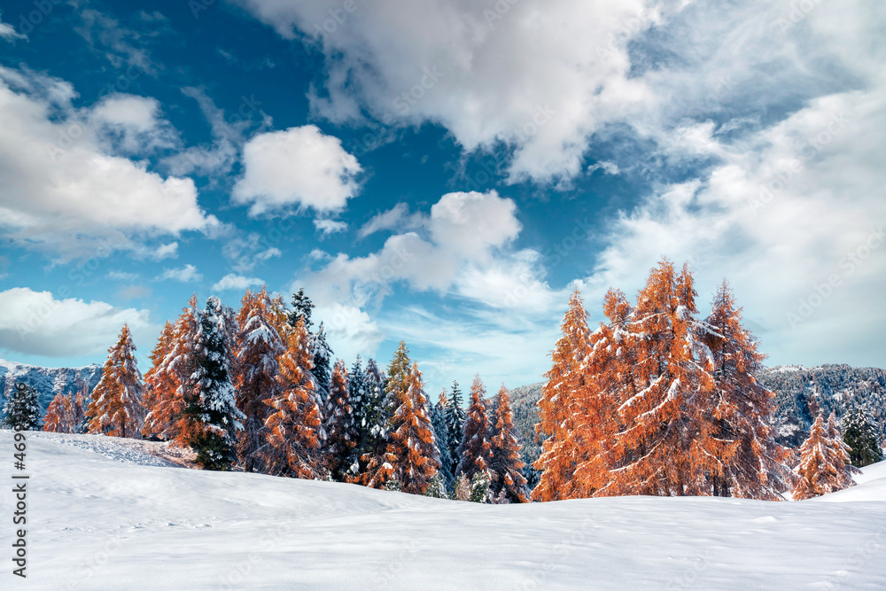 Seiser Alm Alpe di Siusi草地上的橙色落叶松被初雪覆盖，风景如画。