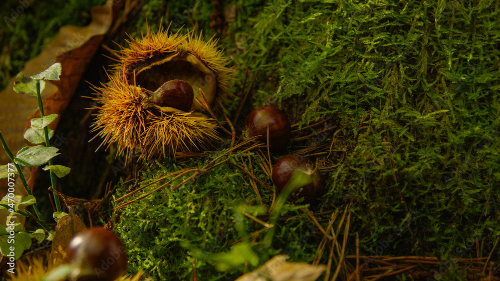 CLOSE UP: Spiky chestnut shells and kernels lie on the mossy forest floor.