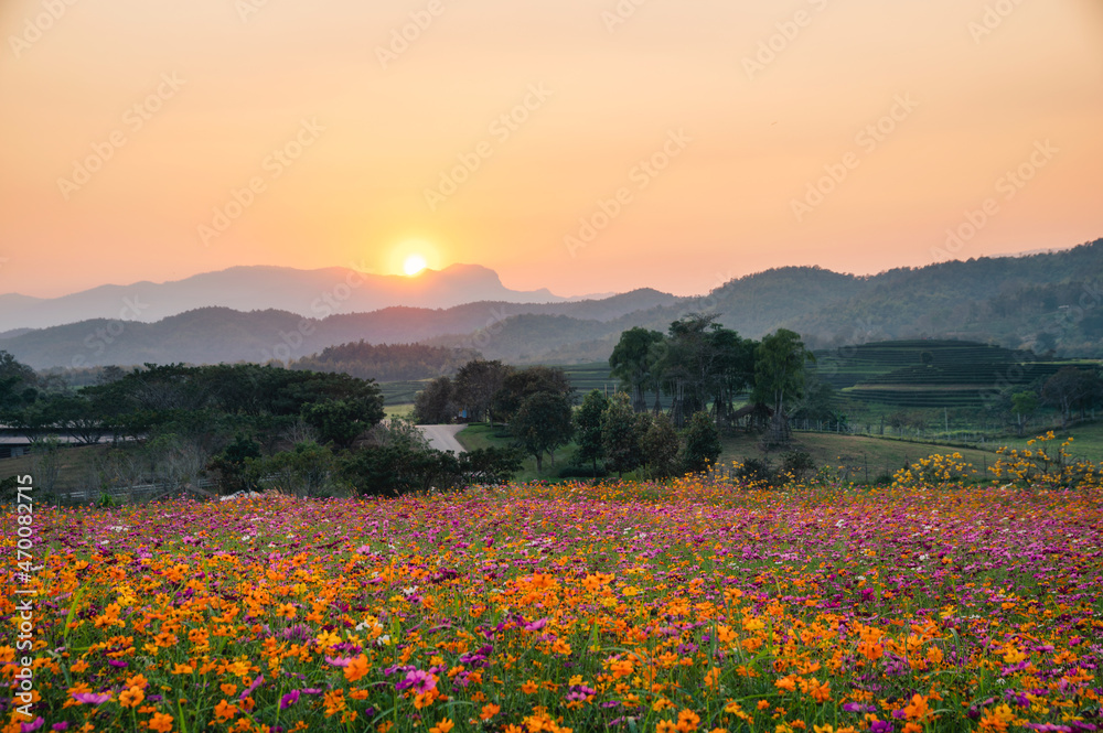 五彩缤纷的宇宙花田和山上的日落