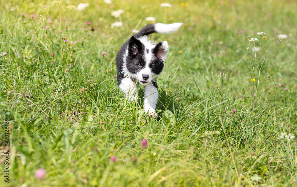 小狗在绿色草地上奔跑边境牧羊犬