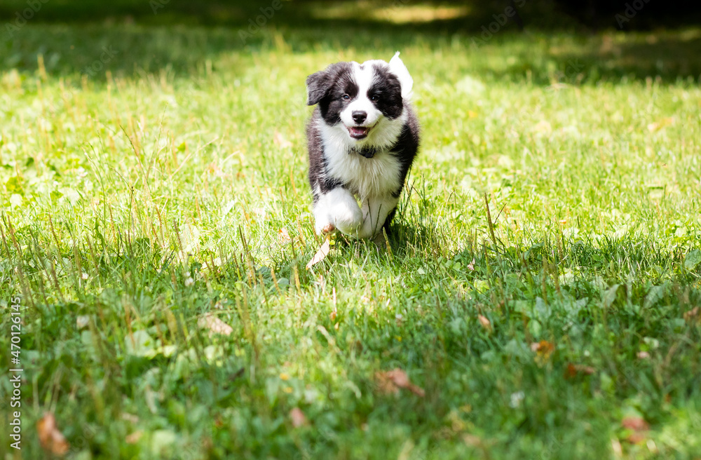 小狗在绿色草地上奔跑边境牧羊犬