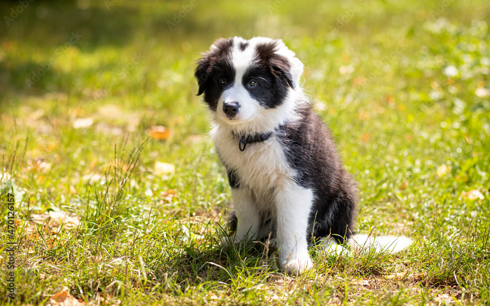 小狗在绿草边牧羊犬上玩耍后休息